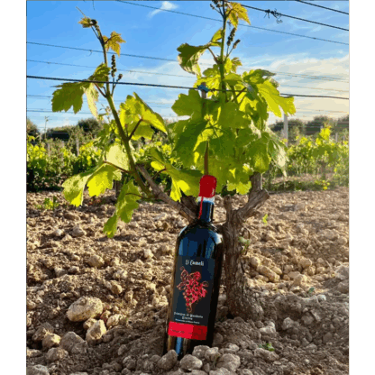 Erminio Campa Li Cameli Riserva Primitivo di Manduria DOP 2021' 75cl 16% vol - Image 3
